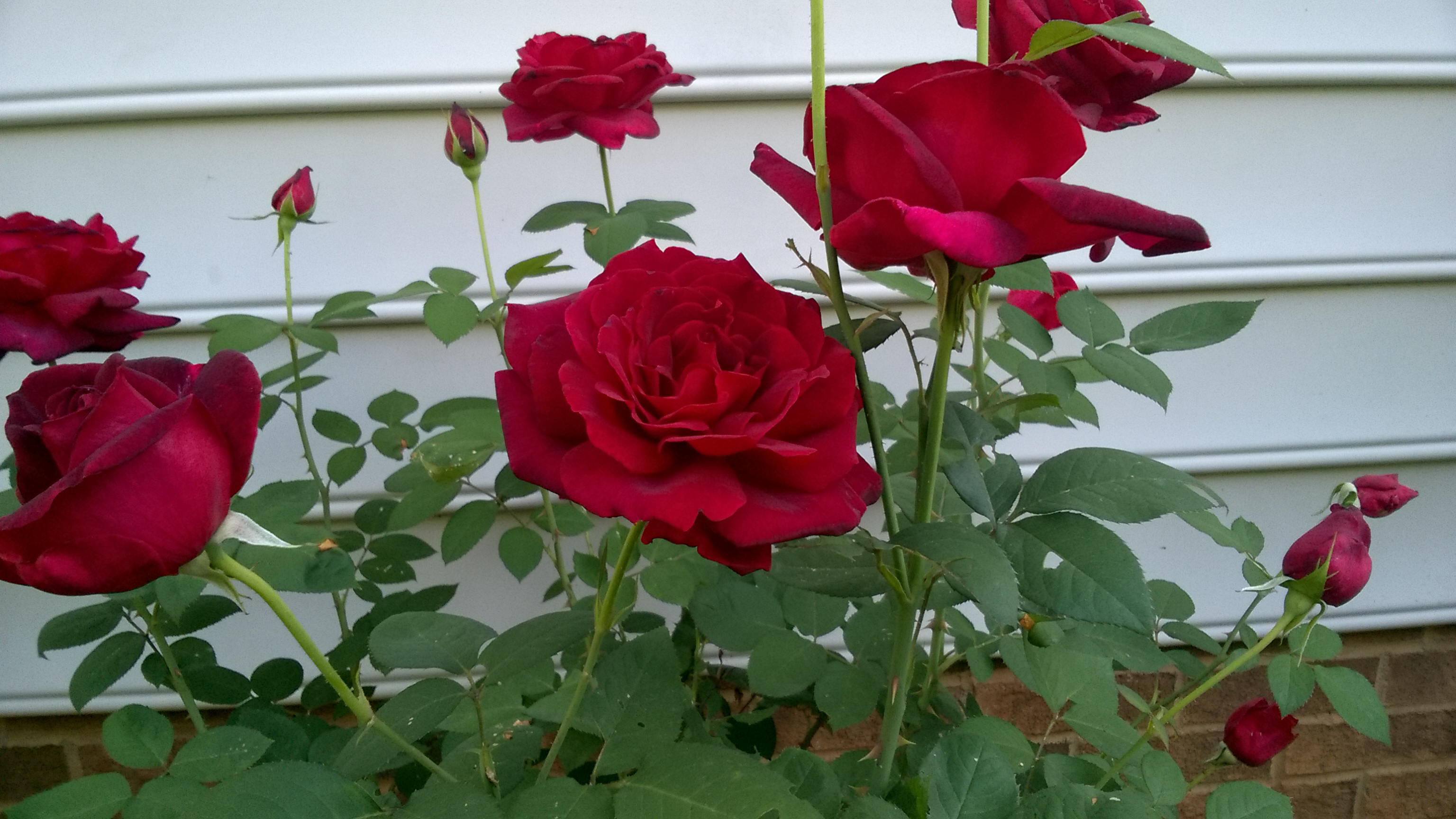 WP_20170504_07_49_17_Pro